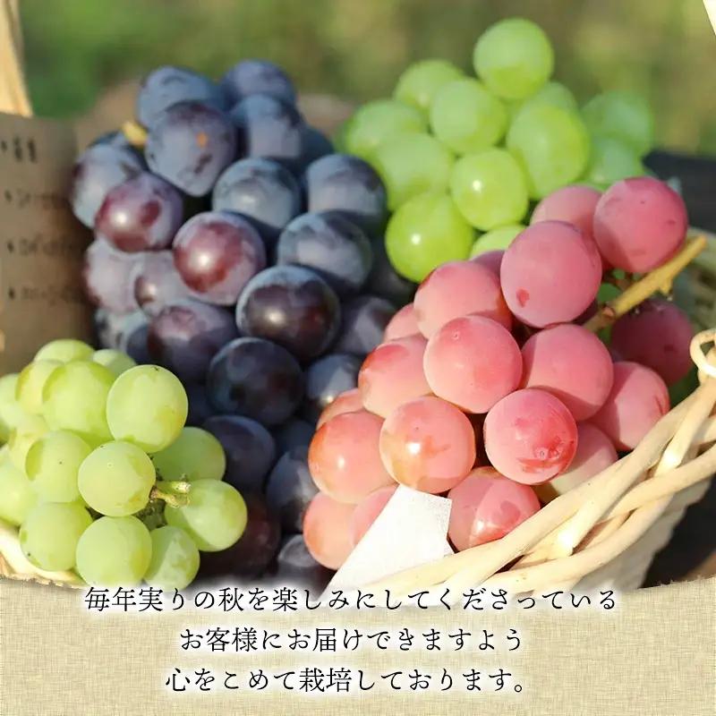 【令和8年産先行予約】鶴岡市産 スチューベン 約2kg（6房～7房） 中粒ぶどう　カラフルぶどう園