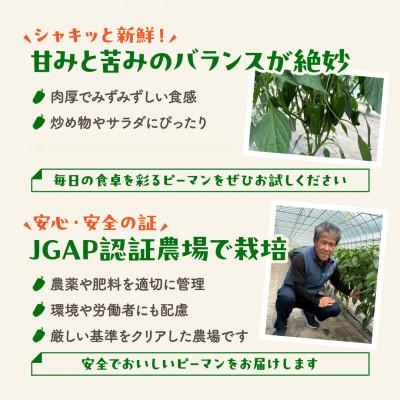 ふるさと納税 田村市 【訳あり】 福島県 田村市産 ピーマン 1kg |  | 01
