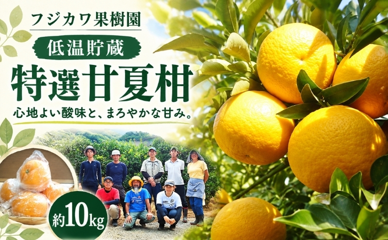 甘夏柑 低温貯蔵 約10kg みかん 香川県産 国産 柑橘 フリーサイズ M～L フジカワ果樹園 藤川果樹園 果実 中晩柑 柑橘類 フルーツ 果物 くだもの 蜜柑 ミカン マーマレード ギフト 贈り物 贈答用 手土産 お取り寄せ 香川県 観音寺市