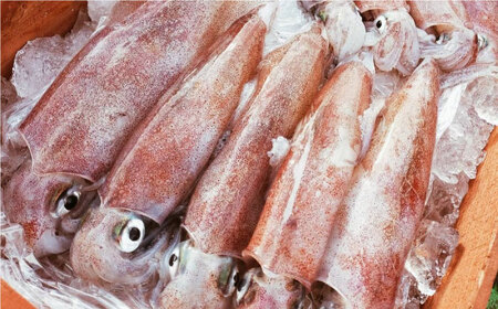 【全3回定期便】漁師直送！「季節を旬の海産物で感じる」詰め合わせ(10,000円相当分)冷蔵 島根県松江市/株式会社永幸丸 [ALFM009] 旬の鮮魚