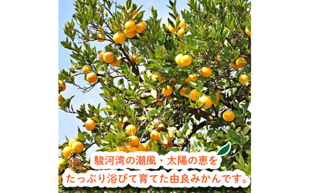 由良みかん 約5kg みかん 蜜柑