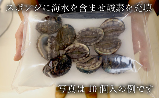 奥尻島産 活蝦夷アワビ（養殖）5ケ入り 75mm以上