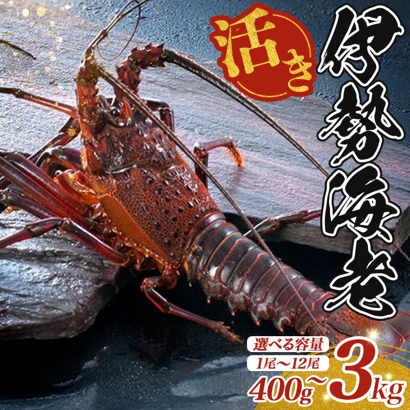【ふるさと納税】 最高級 活き 伊勢海老 選べる容量 約400～3000g 伊勢えび 産地直送 天然 国産 海鮮 新鮮 刺し身 味噌 焼き物 ギフト 贈答 えび 海老 ebi いせえび 高級食材 お歳暮 お正月 年末年始 三重県 南伊勢 伊勢 志摩 25000円 二万五千円