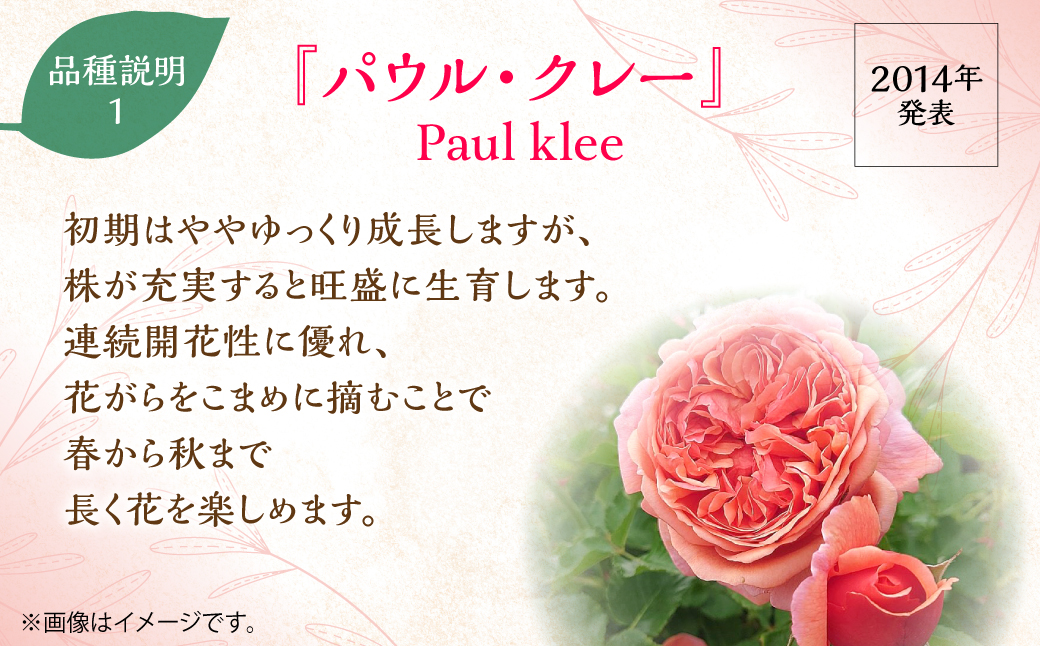 【Apple Roses】バラ苗『パウル・クレー』大苗6号ポット植え　 HNNH003
