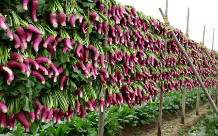 津田かぶぬか漬(樽入り)2kg 島根県松江市/有限会社土江本店[ALBL004] 漬け物 ぬか漬け