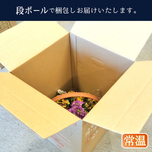 a10-1174　季節のおまかせ寄せ植えバスケット