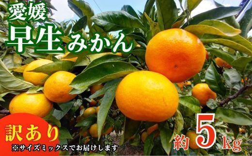 
訳あり 愛媛みかん 早生みかん 5kg 早生みかん 蜜柑 みかん 温州みかん 早生 愛媛みかん オレンジ 果物 フルーツ 柑橘 人気 サイズ 不揃い サイズミックス 愛媛県 愛南町青果市場 発送期間：2024年11月初旬～11月末(なくなり次第終了)
