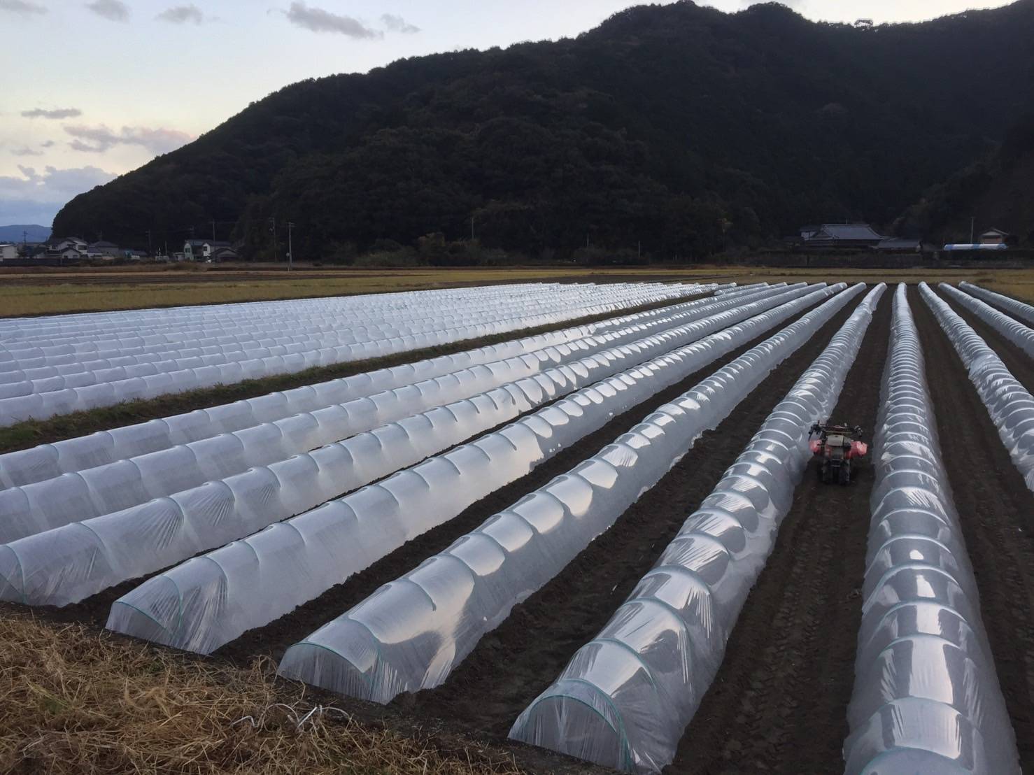 【先行予約】朝採り！土佐の春ブロッコリー（大玉6個）春野菜 ブロッコリー やさい 栄養 健康 ビタミンC おいしい 美味しい レシピ付き おかず お弁当 サラダ 料理 ギフト 贈答 国産【R00133