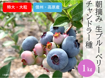 3903 信州産 新鮮朝摘み 生ブルーベリー（チャンドラー特大・大粒）1kg
