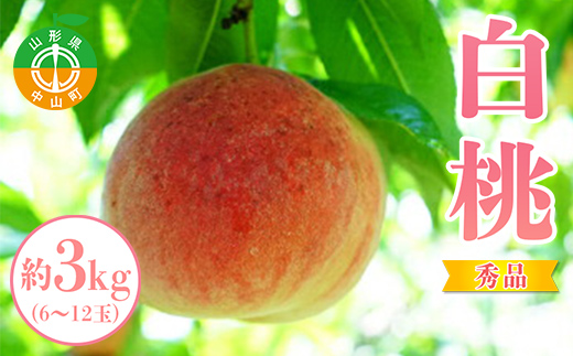 【2025年先行予約】山形県中山町産白桃 約3kg(6玉～12玉) 期間限定 数量限定 山形県産 フルーツ くだもの 果物 もも モモ F4A-0107