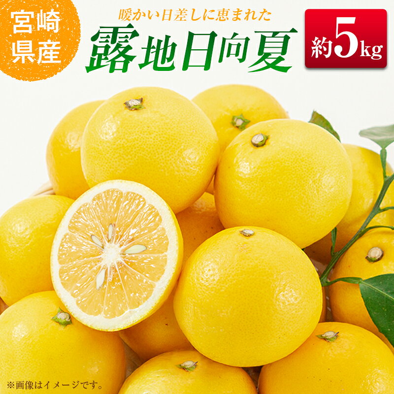 【ふるさと納税】＜2027年発送＞宮崎県産 露地日向夏 約5kg（満杯詰め）