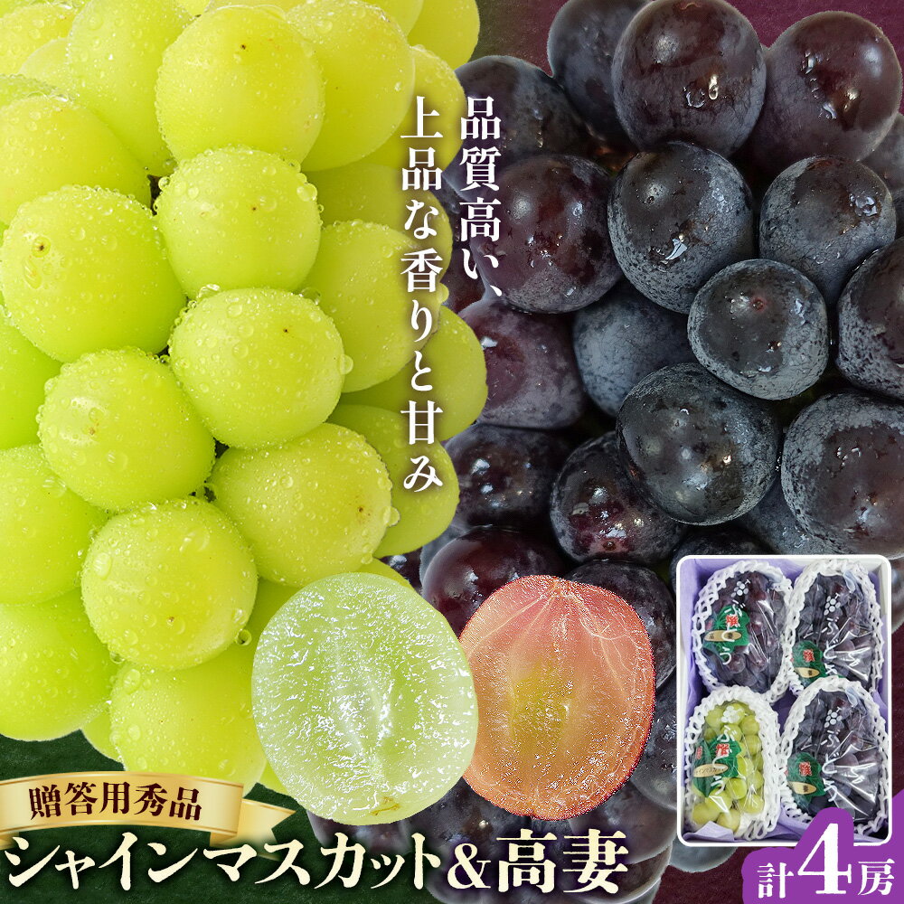 【ふるさと納税】先行予約 贈答用 秀品 シャインマスカット 1房 高妻 3房 計4房セット 約1.8kg 北ぶどう農園《2026年8月上旬-8月下旬頃出荷》大阪府 羽曳野市 ぶどう マスカット 果物 フルーツ 葡萄 デザート プレゼント