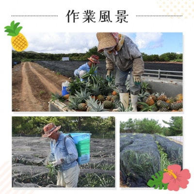 【2025年7月～8月の発送】パイナップルの王道 Nパイン4玉【配送不可地域：離島】