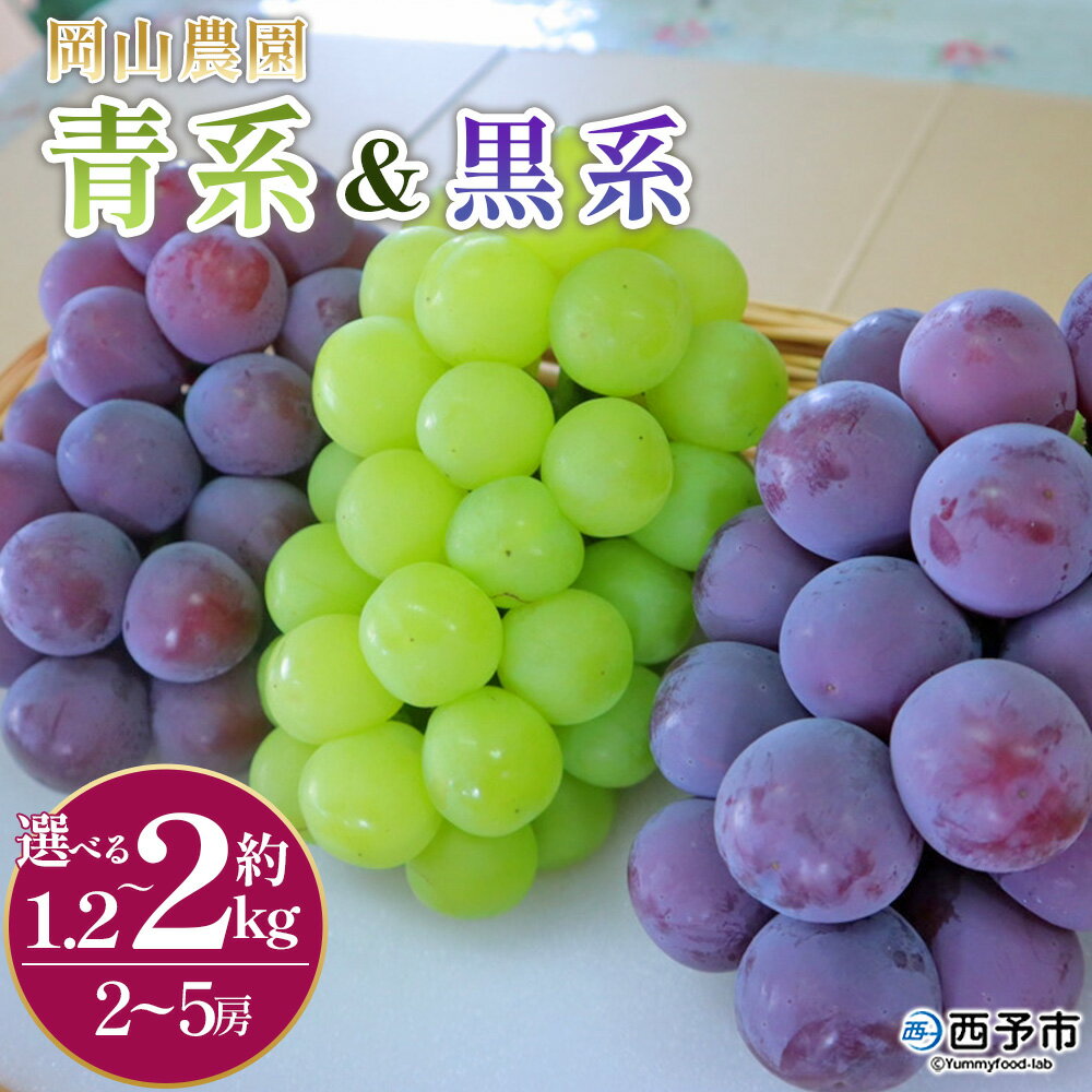 【ふるさと納税】＜青系＆黒系ぶどうセット＞選べる 内容量 約1.2kg 約2kg 2房～5房 果物 くだもの フルーツ 大粒 大きい 葡萄 ブドウ 果肉 果実 青果 濃厚 甘み 甘い 食べ比べ 贈り物 贈答 ギフト 岡山農園 愛媛県 西予市【冷蔵】『2026年8月中旬～9月下旬迄に順次出荷』