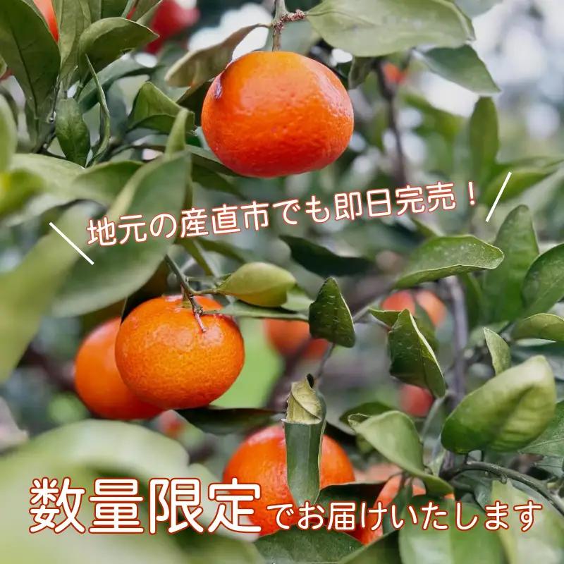【2026年12月順次発送】　金時紅みかん 10kg みかん 甘い 紅 みかん 柑橘 蜜柑