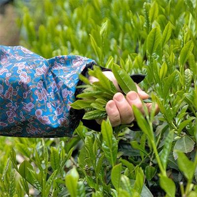 ふるさと納税 宇治田原町 宇治・有機煎茶　100g×2本 |  | 02