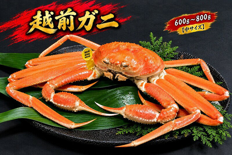 【ふるさと納税】【1月出荷】越前ガニ 600g～800g 1杯 【中サイズ】　お届け：2027年1月5日～2027年1月31日まで
