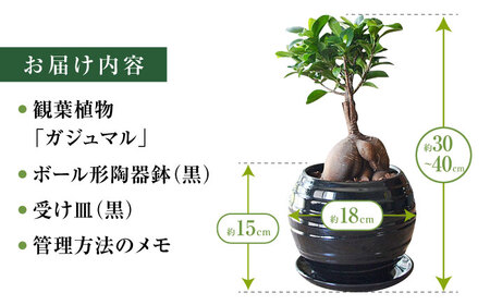 観葉植物 ガジュマル 多幸の木 ボール形 陶器 鉢 （黒）/がじゅまる ガジュマル 陶器鉢 観葉 植物 インテリア おしゃれ プレゼント/大村市/琴花園[ACYK035]