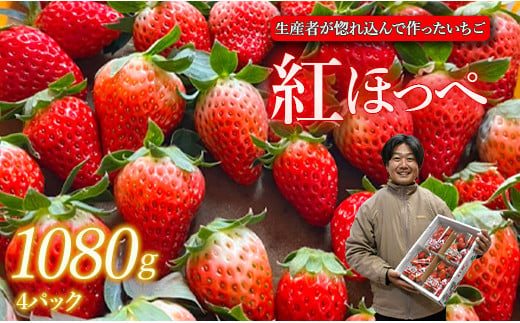 
生産者が惚れ込んで作るいちご【1～2月発送】いちご 1080g 270g×4 イチゴ 苺 ストロベリー 紅ほっぺ べにほっぺ 送料無料 取り寄せ おすすめ 人気 プレゼント ギフト 国産 内容量 予約受付 選べる 贈答 お好み 定期 美味しい 果物 茨城 2025年分 予約受付 鉾田 村田農園 紅ほっぺの村田
