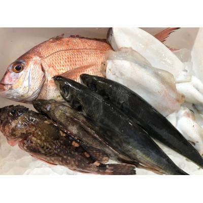 ふるさと納税 八幡浜市 竹中水産の八幡浜発!「朝獲れデイリー鮮魚BOX」2キロ【D22-278】 |  | 01