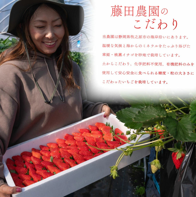 冷凍いちご 章姫 国産 冷凍 いちご 2kg フルーツ スイーツ デザート くだもの 果物 ストロベリー 甘い おいしい 大粒 濃厚 冷凍いちご かき氷 静岡県 牧之原市 藤田農園
