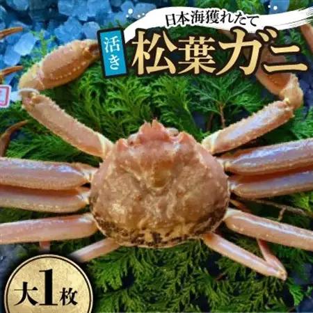 【先行予約】【活き】タグ付き松葉ガニ　大1枚(800～940g前後)　※11月中旬から順次発送【配送不可地域：離島・北海道・沖縄県】【1596430】