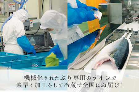 【国産】養殖ぶり 2柵セット ロイン 新鮮 ブリ 鰤 刺身 産地直送 冷蔵 寿司 ぶりしゃぶ