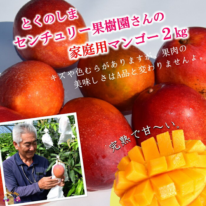 【ふるさと納税】≪先行予約≫【家庭用】徳之島センチュリー果樹園さんの完熟マンゴー約2kg ( マンゴー フルーツ わけあり 訳あり 訳有 果物 完熟 無加温 徳之島 世界自然遺産 美味しい とろける 旬 贅沢 糖度 南の島 )