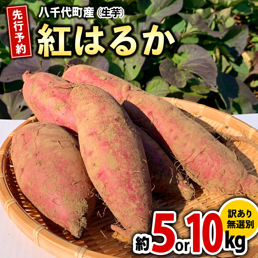 【ふるさと納税】訳あり さつまいも 紅はるか ( 選べる 約 5kg /約 10kg ) 土付き 無選別 茨城 八千代町産 生芋 サツマイモ さつま芋 焼き芋 やきいも 芋 イモ 野菜 不揃い 規格外 長期熟成 おやつ デザート 秋 旬 農家直送 【 先行予約 2025年10月下旬以降発送 】
