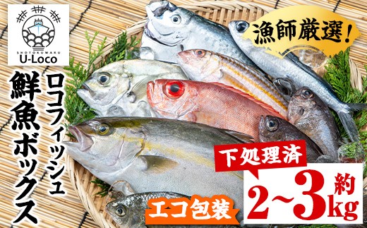 A78003 漁師厳選！ロコフィッシュ(地魚) 下処理済 鮮魚 ボックス(約2～3kg)【エコ包装】 地魚 魚 お魚 冷蔵 生もの 加工品 未利用魚 低利用魚 焼き魚 焼魚 刺し身 刺身 煮魚 届くまでのお楽しみ 鮮魚セット 鮮魚ボックス 鮮魚BOX【昌徳丸】