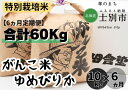 【ふるさと納税】F7031（6ヵ月定期便）田舎塾特別栽培米「がんこ米ゆめぴりか」10kg×6ヵ月