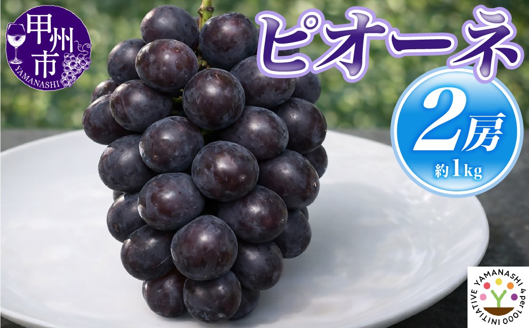 
                  【新鮮朝採】ピオーネ 2房（約1kg）【2026年発送】（SFM）B-967【 ピオーネ ぶどう 葡萄 ブドウ 令和8年発送 期間限定 山梨県産 甲州市 フルーツ 果物】
                
