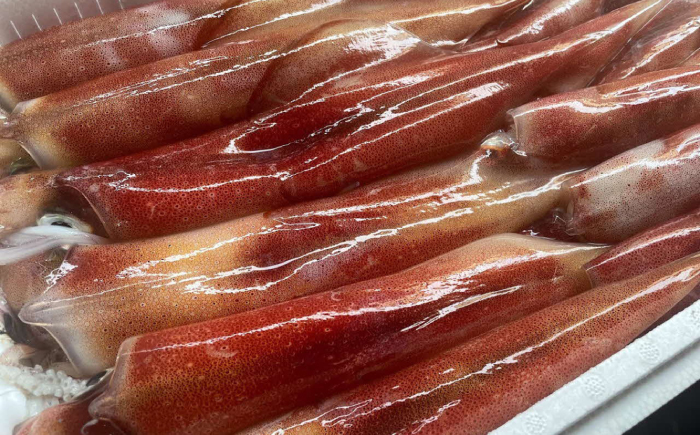 白イカ(ケンサキイカ)の一夜干し3枚セット 島根県松江市/海ひこ株式会社 [ALDY006]