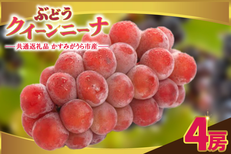 
            クインニーナ4房　県内共通返礼品:かすみがうら市産 (BR160)
          