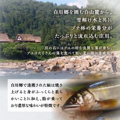 ふるさと納税 白川村 白川村産 飛騨庄川の天然鮎 8尾 [S511_8bi] |  | 02
