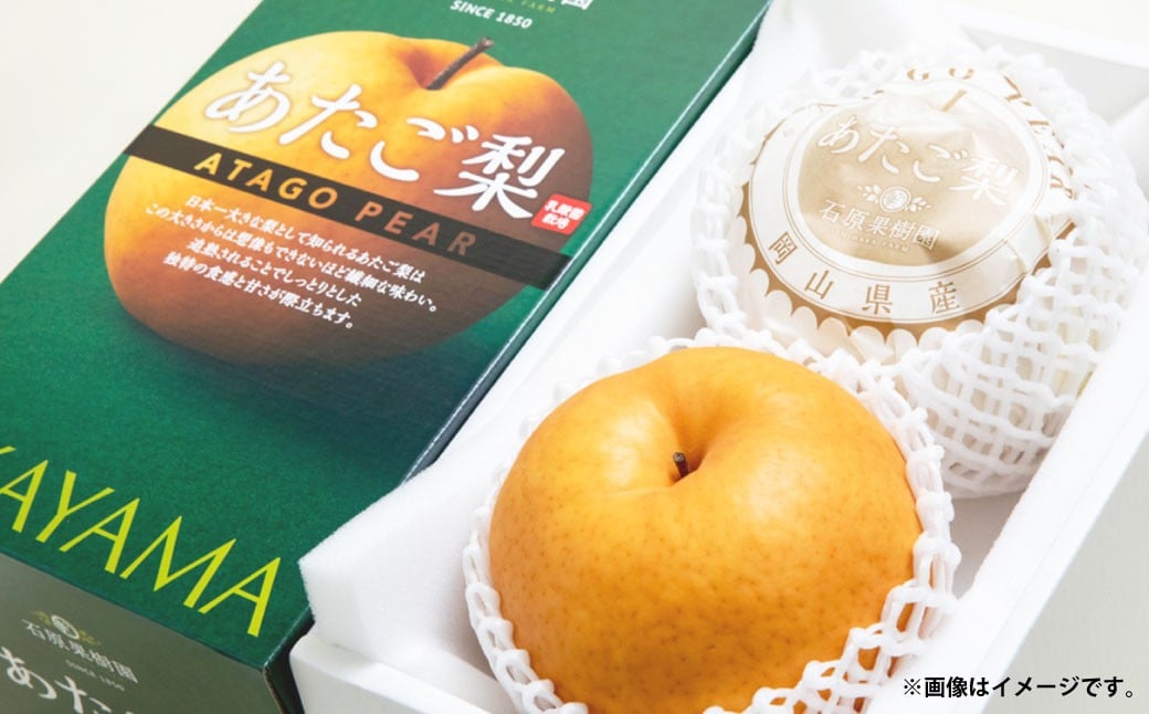 
            あたご梨 約850g×2玉 計約1.7kg 化粧箱 ／ 愛宕梨 梨 なし ナシ 果物  【2025年11月下旬～12月下旬発送予定】
          