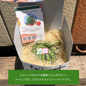 よってこ小玉すいか2玉 【5月下旬〜8月中旬お届け】ピノガール よってこファーム フルーツ デザート 果物 