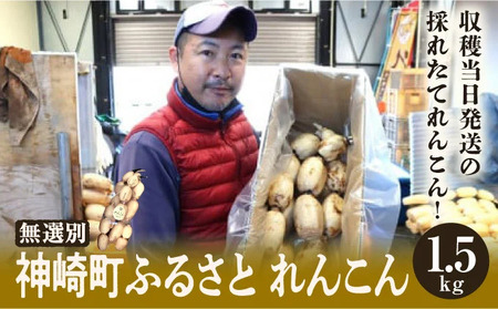 れんこん 無選別 1.5kg ｜レビュー☆4.54・テレビ紹介 千葉県神崎町の蓮根  ※4～9月上旬受付分は9月中旬以降順次発送【ふるさと納税 人気 野菜 蓮根 レンコン きんぴら 訳あり 無選別 1.5kg 千葉県 神崎町】[013-a008-a]