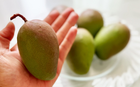 No.223 恋マンゴージャムセット ／ ジャム マンゴー 濃厚 甘み 完熟 てん菜 無添加 子供 妊婦さん 安全 愛知県