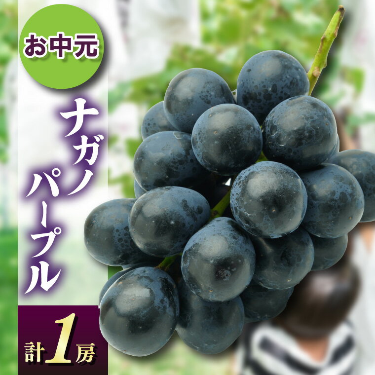 【ふるさと納税】お中元ナガノパープル1房　県内共通返礼品:かすみがうら市産【配送不可地域：離島・沖縄県】 (BR167)