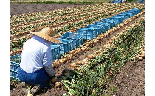 【あさひサンファーム】【混合10kg】兵庫県認証食品★特別栽培★淡路島たまねぎ
