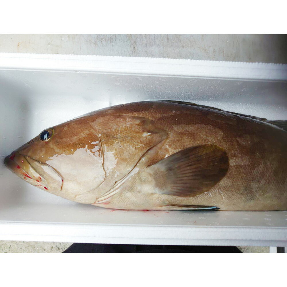 【ふるさと納税】丸ごと1匹お届け!長崎近海 天然アラ（クエ） 2kg台（2.2~2.8kg/4~5人前） くえ あら 高級魚 魚介類 鮮魚 水産物 刺身 鍋料理 家族向け 冷蔵 長崎県産 国産 九州 長崎県 長崎市 送料無料 【2025年9月下旬～2026年2月下旬迄発送予定】