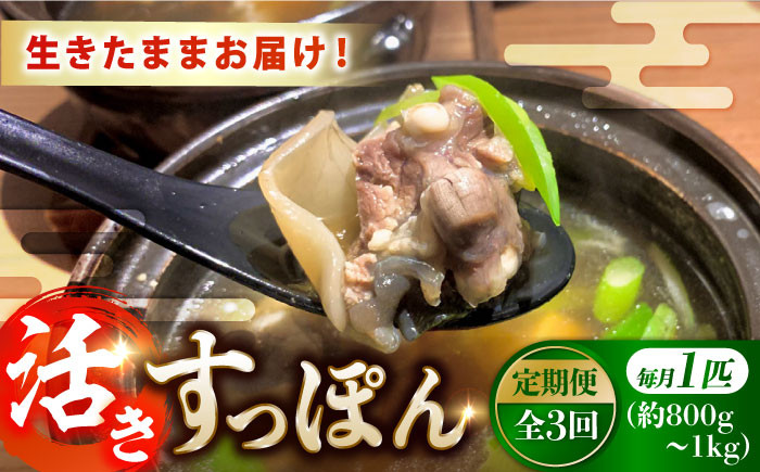 
            【全3回定期便】【生きたまま届く最高級食材！安心安全な国産！ 江田島育ちのすっぽん【活き】 すっぽん すっぽん鍋 スッポン コラーゲン セット 珍味 海鮮 魚介類 冷蔵 鍋 なべ 唐揚げ スープ 料理 簡単 和食 美容 健康 食材 高級 天然 グルメ リピート ギフト 人気 高品質 好評 広島県産 江田島市/平井興産株式会社[XAC007]
          