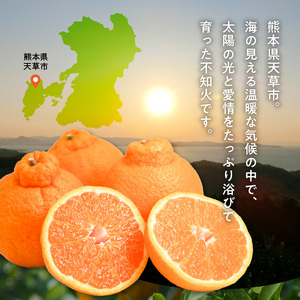 S086-002A_井手尾さん家の濃厚いでぽん 不知火 約5kg 柑橘〈先行予約〉
