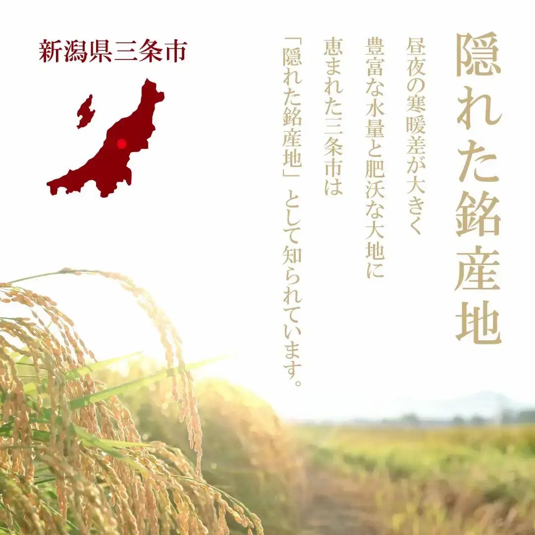 新潟県 コシヒカリ5kg 精米 令和7年 三条市 コシヒカリ