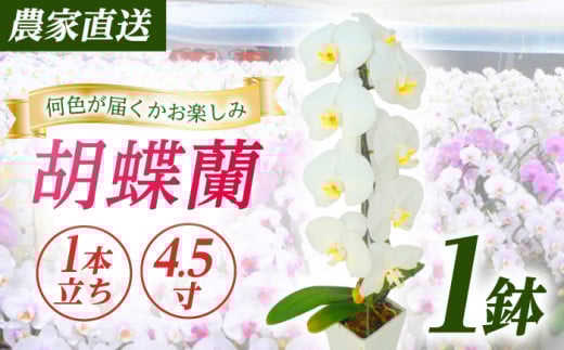 【1本立ち4.5寸】生産農家直送！ 胡蝶蘭 1鉢  洋蘭 蘭  鉢植 花 フラワー 植物 こちょうらん コチョウラン お花 生花 鉢花 鉢 ギフト プレゼント 【足柄金太郎洋蘭園】開成町 [BDAB004]