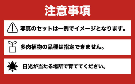 多肉 植物 苗 12個 セット 福岡 八女 観葉植物 多肉植物 はち インテリア 鉢植え 園芸用品 室内栽培 水やり 広川町 / plantsfunshopnatur [AFAT005]