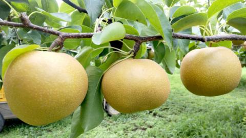 【先行予約】 茨城県産 梨 恵水 約5kg 6玉～12玉 (茨城県共通返礼品 かすみがうら市) (2024年9月中旬発送開始) 産地直送 久保田果樹園 [DH003sa]