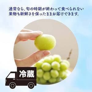 熟生シャインマスカット 【限定100箱】 約2kg (3~5房入り) 青秀以上 ぶどう マスカット【OS012】