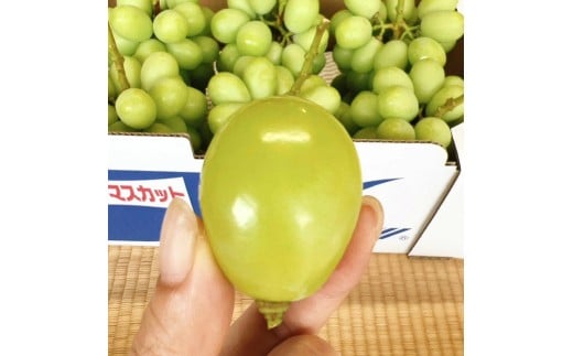 【ふるさと納税】 期間限定 シャインマスカット 期間限定 1房(750g以上) ぶどう マスカット 旬 糖度 皮ごと 種なし 送料無料 ギフト 贈答用 国産 食品 フルーツ お取り寄せ お取り寄せグル